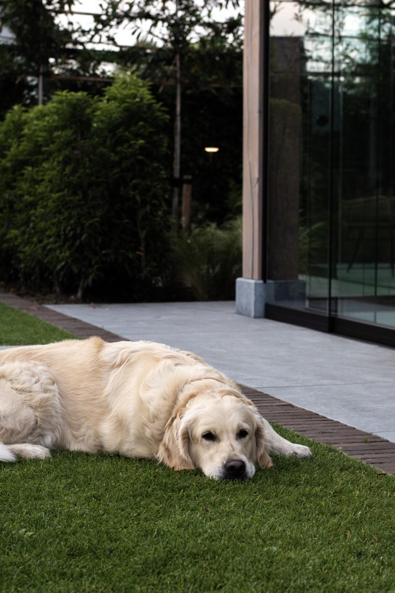 Lorem ipsum dolor sit